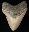 Bargain Megalodon Tooth - North Carolina #15996-1